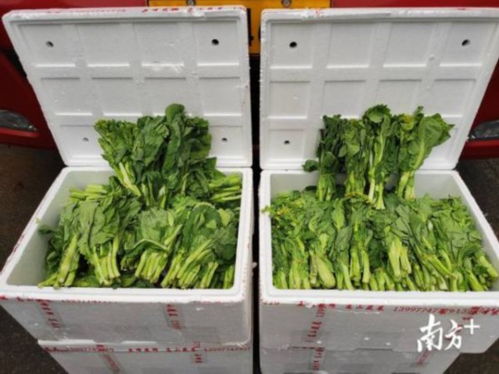 直击 广东节后首次大规模采购湖北农产品,今晨200吨果蔬进广州